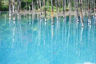北海道 美瑛 青い池 北海道旅行ゴールデンウィーク夏のおすすめ観光